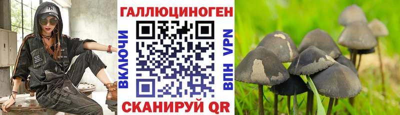 купить   Дно  Галлюциногенные грибы Psilocybe 
